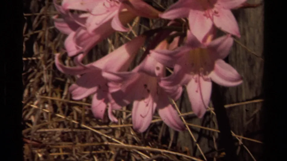 Soft 8mm close-up of pink flowers, with dry grass and a shadowed fence area behind the petals.