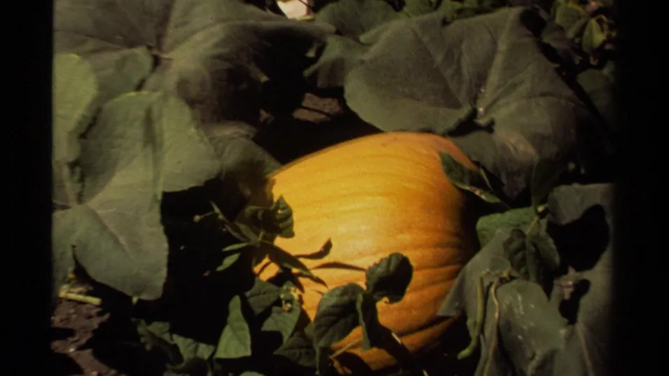Close 1980 Mendocino home-movie frame of a yellow-orange pumpkin nestled among broad green garden leaves.