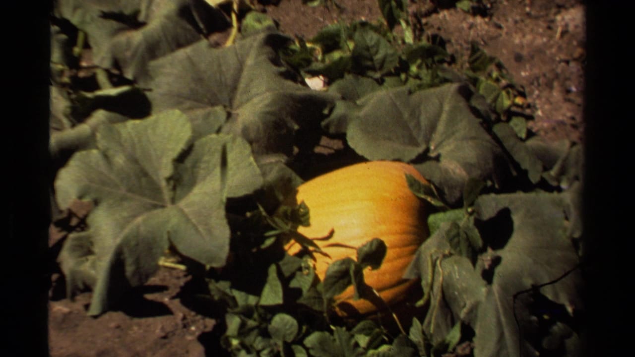 Orange pumpkin among large green leaves in a sunlit garden bed.