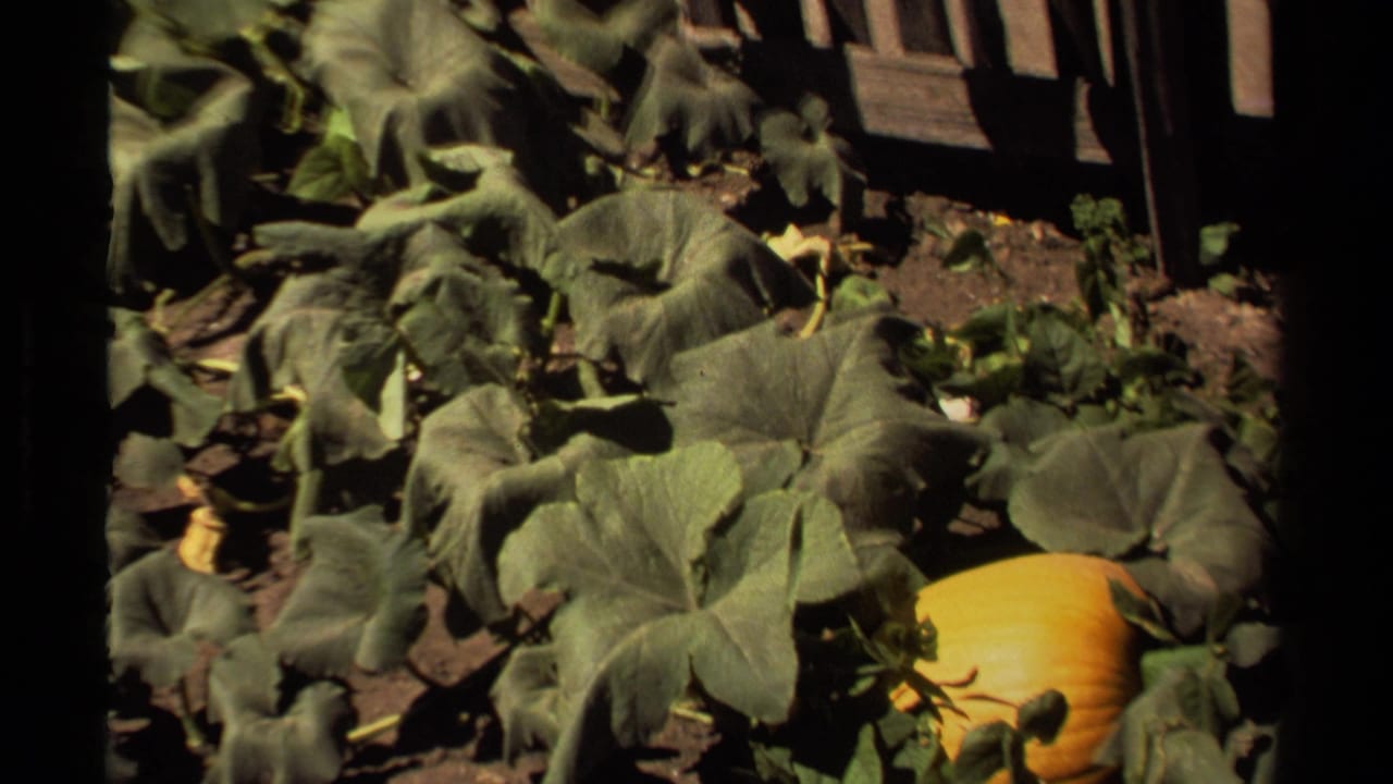 Garden foliage fills the frame, with an orange pumpkin near the lower right and a wooden fence in the background.