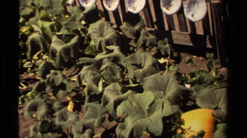 Broad green leaves cover the garden bed, with wooden fence boards and pale circular objects visible near the top edge.