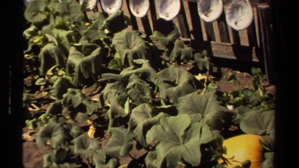 A wider garden view shows pumpkin leaves across dark soil, a wooden fence behind them, and an orange pumpkin at lower right.