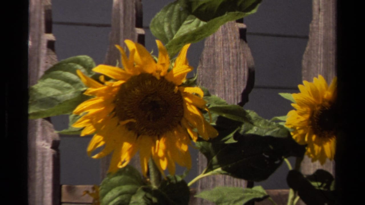 Sunflowers sway in front of a weathered wooden fence in Mendocino, California, from 1980 home-movie footage.