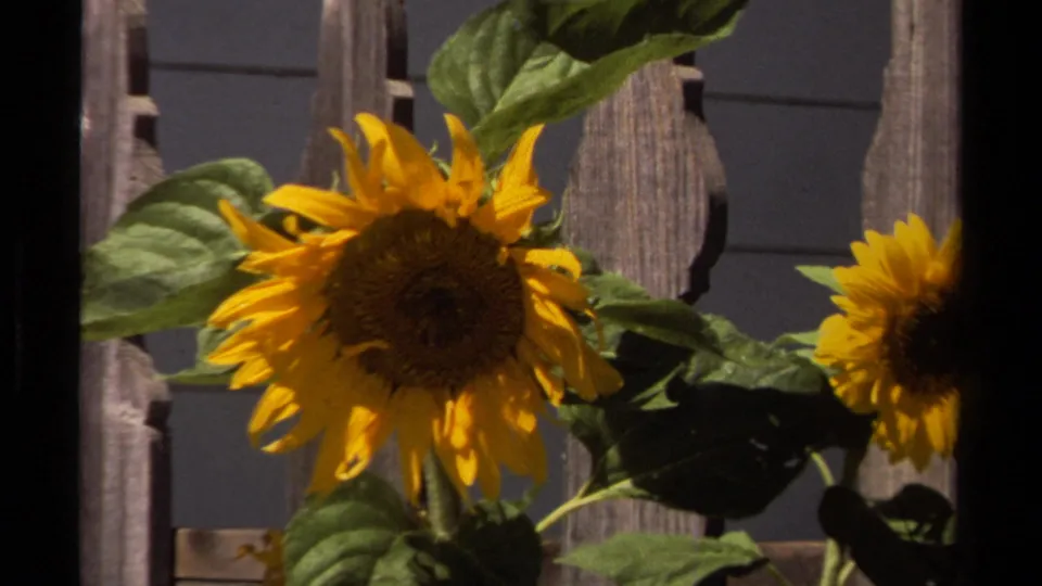 Sunflowers sway in front of a weathered wooden fence in Mendocino, California, from 1980 home-movie footage.