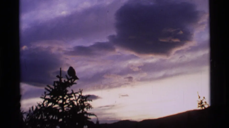 1977 Alaska home-movie frame showing a perched bird silhouette above dark trees at sunset or sunrise.