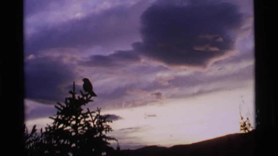 1977 Alaska 8mm frame showing a dark bird on an evergreen top against purple clouds and a low mountain ridge at dusk.