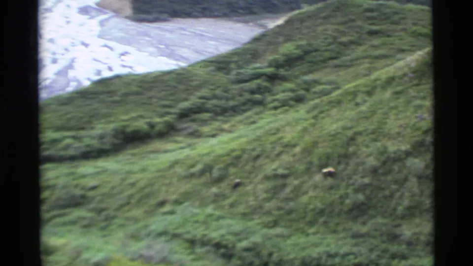 1977 8mm Alaska footage shows two distant brown bears crossing a grassy hillside near a pale riverbed or shoreline.