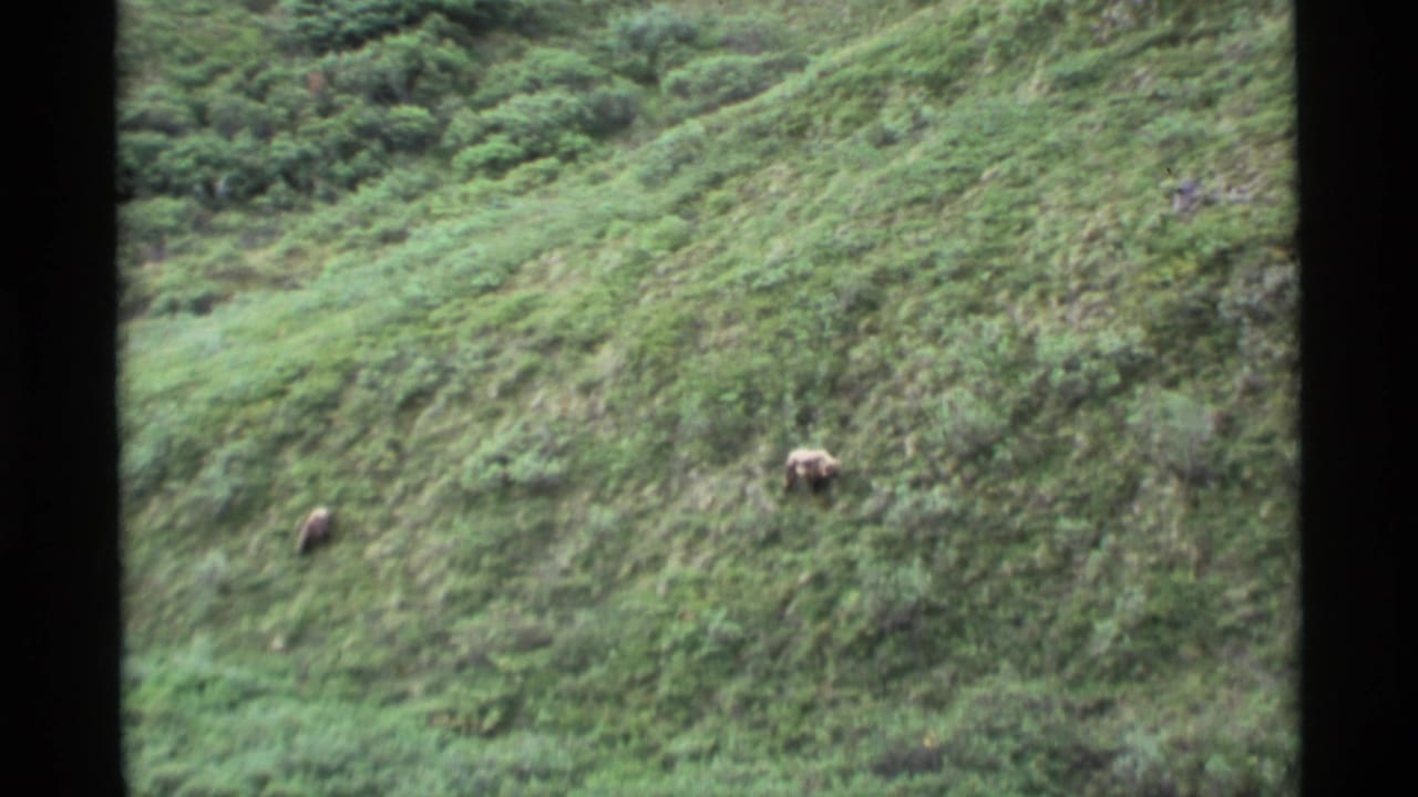Two brown bears separated on a steep green hillside.