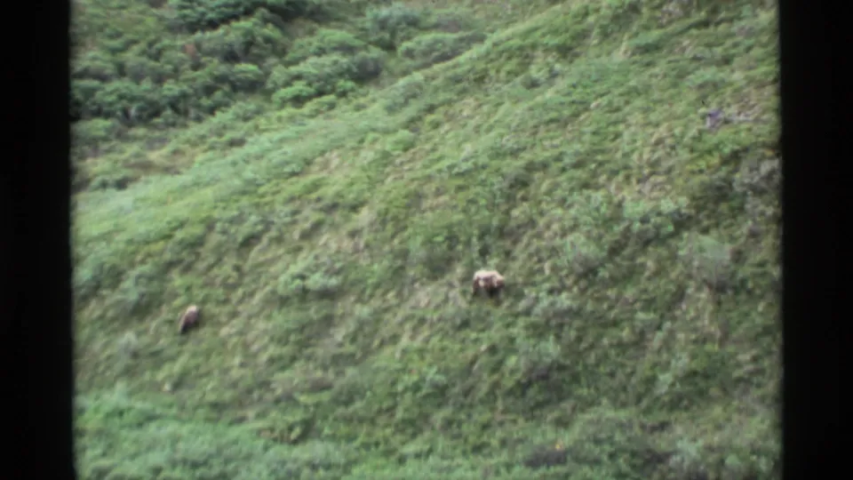 Two brown bears appear on a lush Alaska hillside in soft, grainy 8mm home-movie footage from 1977.