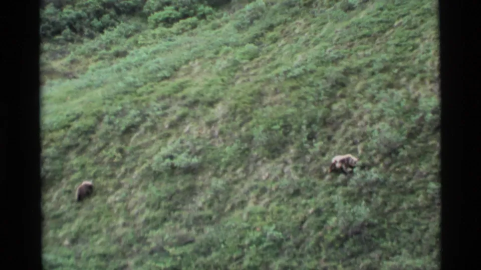 A closer bear and a more distant bear move through brush on a green Alaska hillside in archival 8mm footage.
