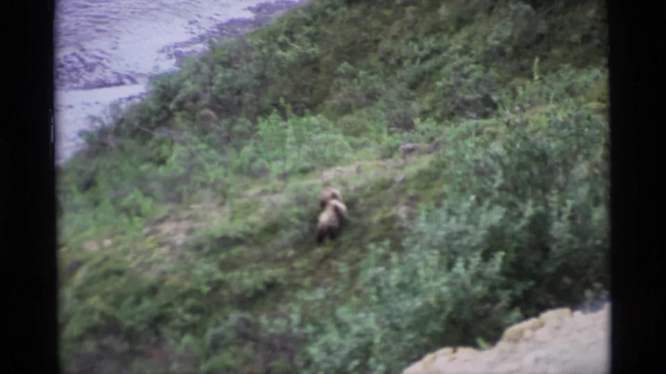 The final frame shows a brown bear on an Alaska hillside, with pale shoreline or riverbed visible below the vegetation.