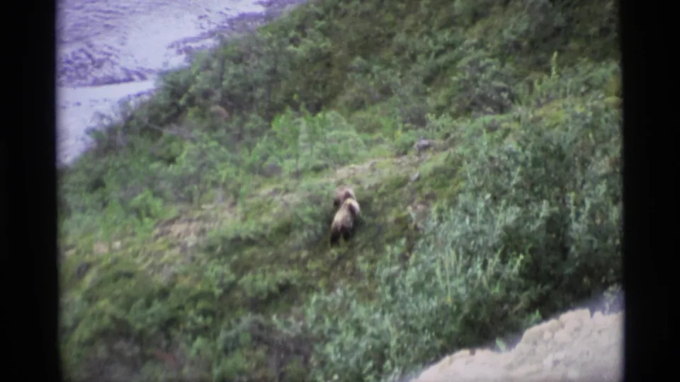 1977 Alaska 8mm frame showing a brown bear moving up a grassy, brush-covered hillside near a body of water.