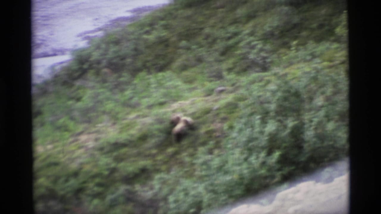 1977 Alaska 8mm frame with a brown bear crossing dense vegetation on a sloped hillside, seen with handheld motion blur.