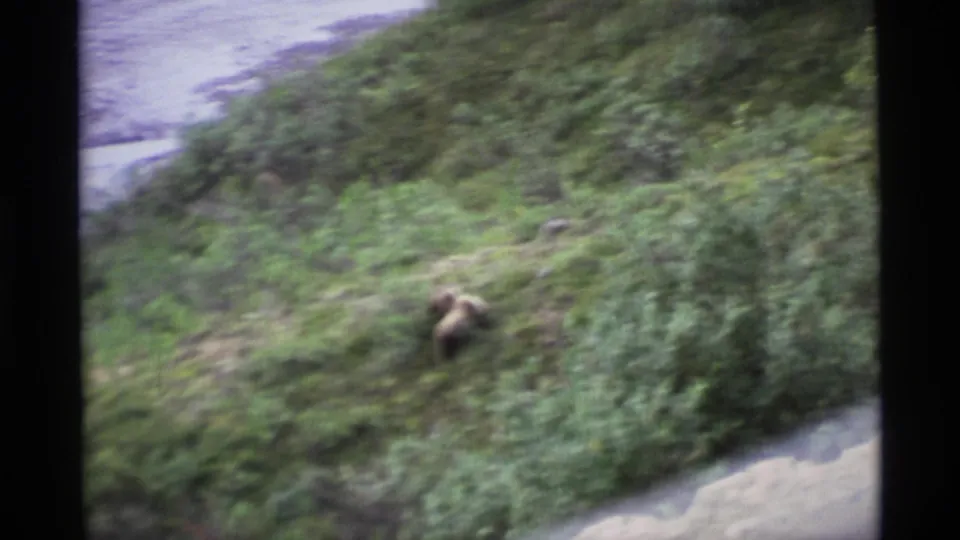 1977 Alaska 8mm frame with a brown bear crossing dense vegetation on a sloped hillside, seen with handheld motion blur.