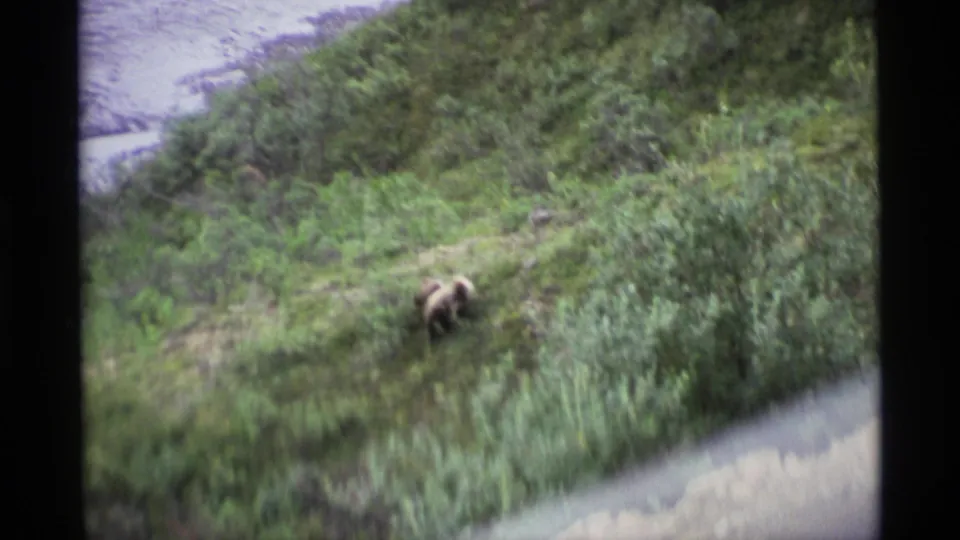 1977 Alaska 8mm frame showing a brown bear on a vegetation-covered slope above pale water or shoreline.