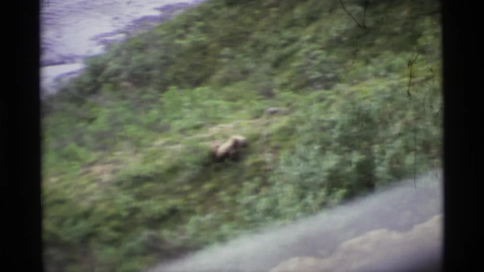 1977 Alaska 8mm frame with a brown bear in dense hillside brush near a pale waterline, softened by camera movement.