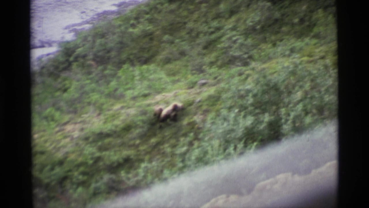 1977 Alaska 8mm frame showing a brown bear moving across dense green vegetation near a pale body of water.