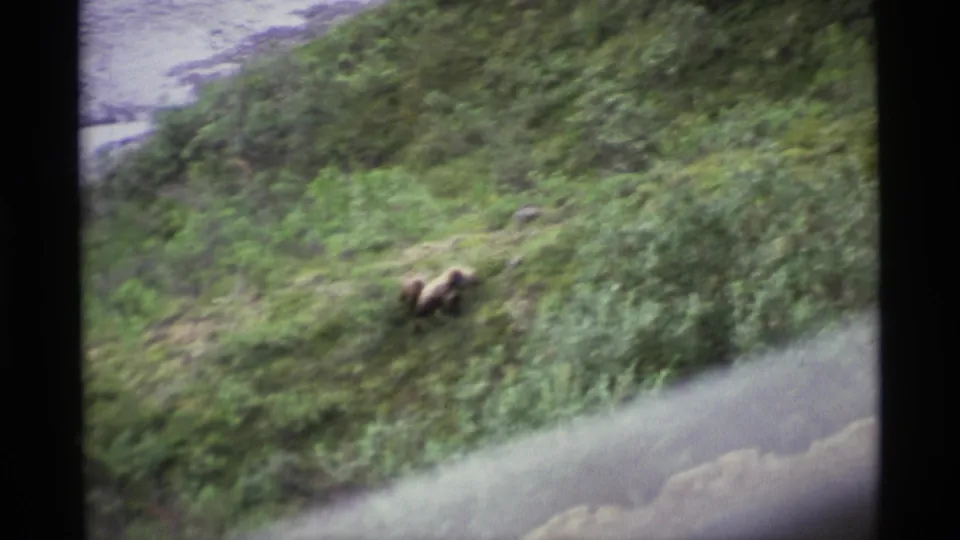1977 Alaska 8mm frame showing a brown bear moving across dense green vegetation near a pale body of water.