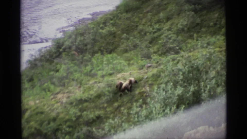 1977 Alaska home-movie frame with a bear crossing a brushy green slope near water, seen through soft 8mm film texture.