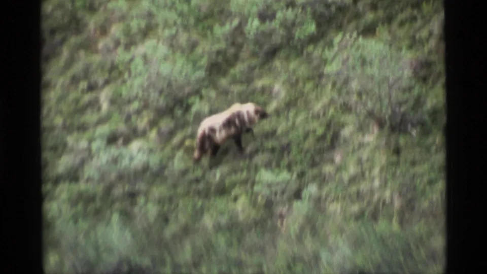 1977 Alaska 8mm still showing a bear walking through thick green brush on uneven sloped ground.