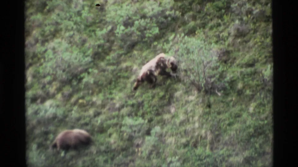 1977 Alaska home-movie frame showing a bear on a brushy slope, with a second darker bear-like shape low in the frame.