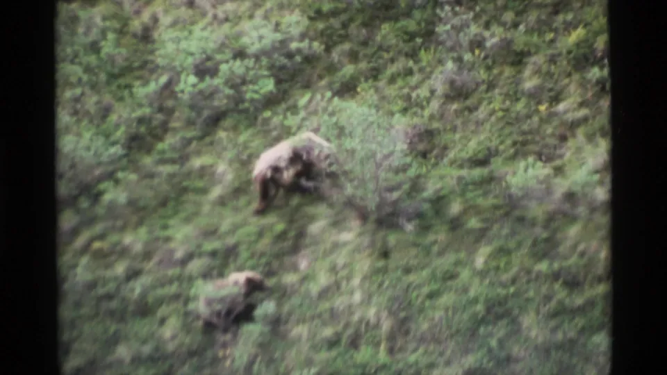 1977 Alaska 8mm frame showing two brown bears on a lush green slope, filmed from a distance with soft focus.