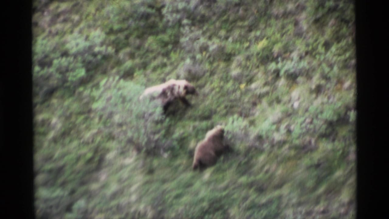1977 Alaska home-movie frame with a larger bear higher on the slope and a smaller bear below in green brush.