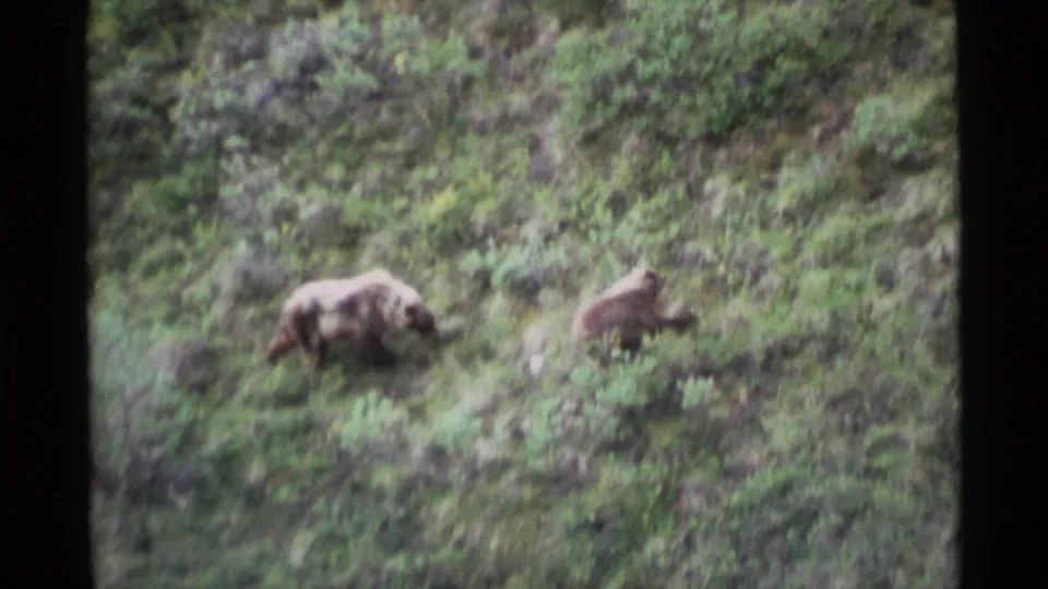 Soft 8mm frame from Alaska showing two brown bears moving through shrubs and grass on an open hillside.