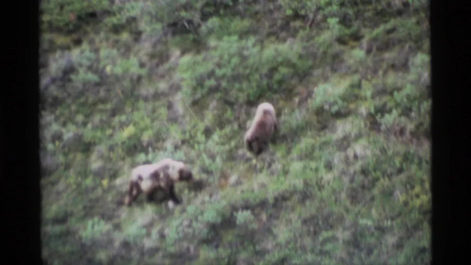 1977 Alaska 8mm frame showing two brown bears separated on a green valley slope, captured in grainy home-movie texture.