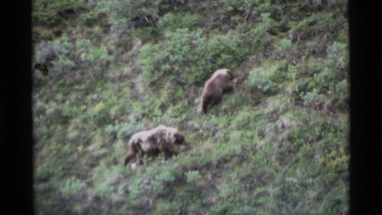 Two brown bears on a steep green hillside, one higher on the slope and one lower among brush.