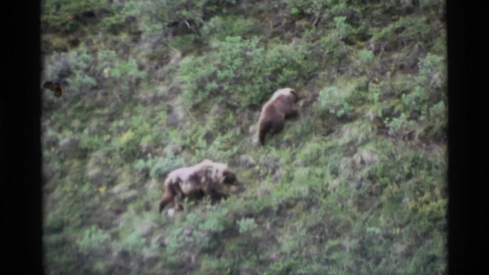 1977 Alaska 8mm frame showing two brown bears moving through dense green vegetation on a steep hillside.