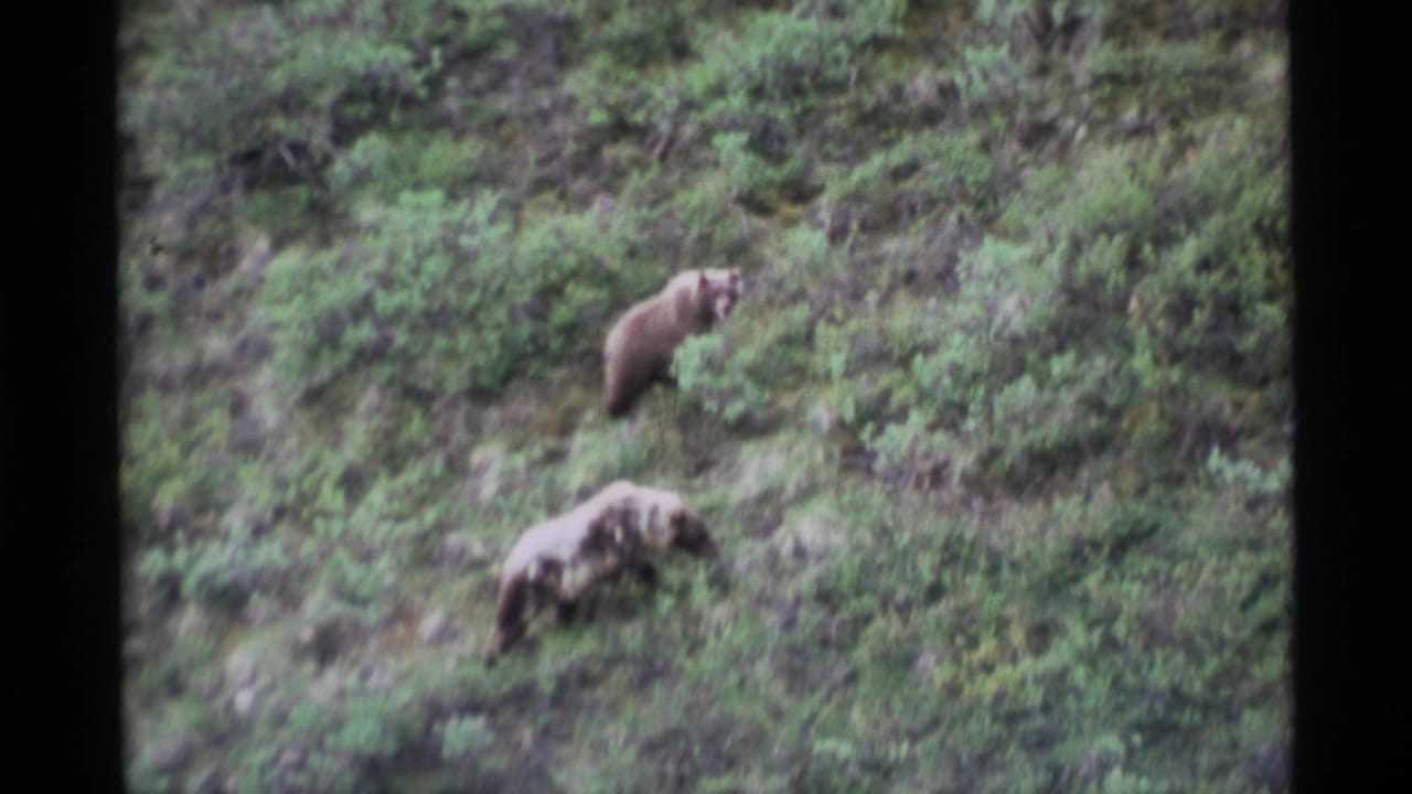 Two brown bears continue across a green slope with thick vegetation around them.