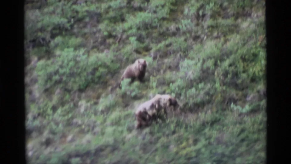 1977 Alaska home-movie frame showing two brown bears moving through shrubs and grass on a steep slope.