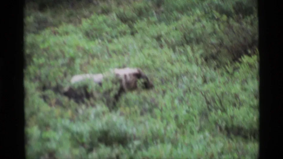1977 Alaska 8mm frame showing two brown bears close together amid tall green vegetation on a hillside.