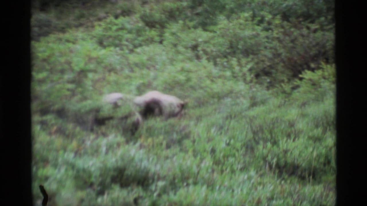 A large brown bear moves through dense green Alaskan brush in grainy 1977 8mm footage.