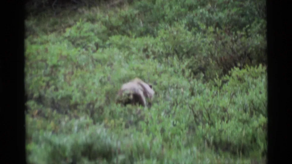 A brown bear is viewed from behind while moving through dense Alaskan brush in vintage 8mm footage.