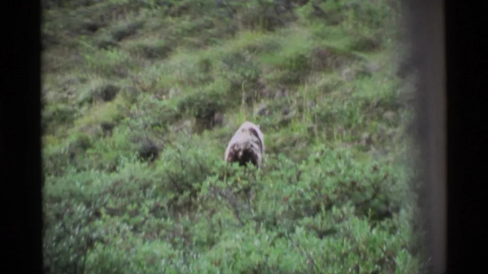 A bear appears upright or partially raised among green Alaskan undergrowth in soft 1977 8mm footage.