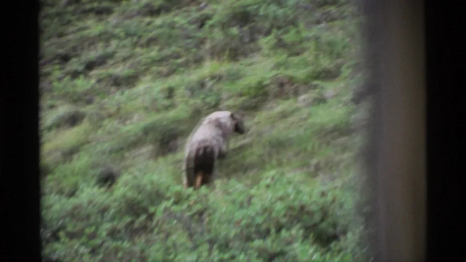 A large brown bear walks away through Alaskan hillside brush in grainy vintage 8mm footage.