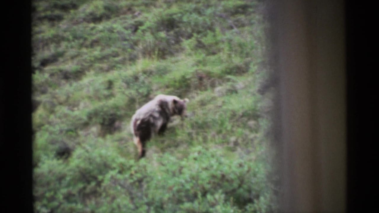A brown bear moves across a lush Alaskan hillside in soft 1977 8mm home-movie footage.