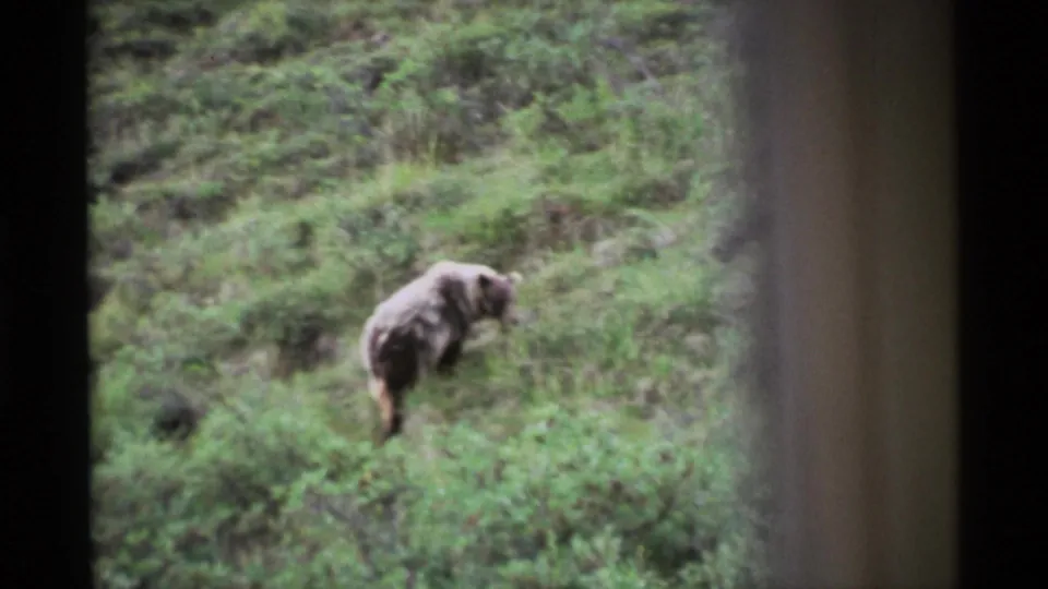 A brown bear moves across a lush Alaskan hillside in soft 1977 8mm home-movie footage.