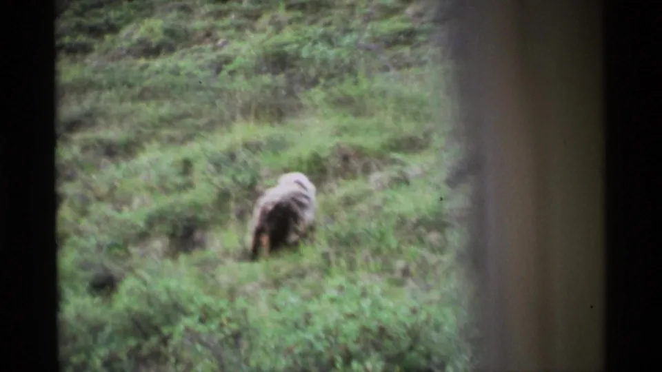 The bear is viewed from a distance as it turns away across green Alaskan wilderness terrain.