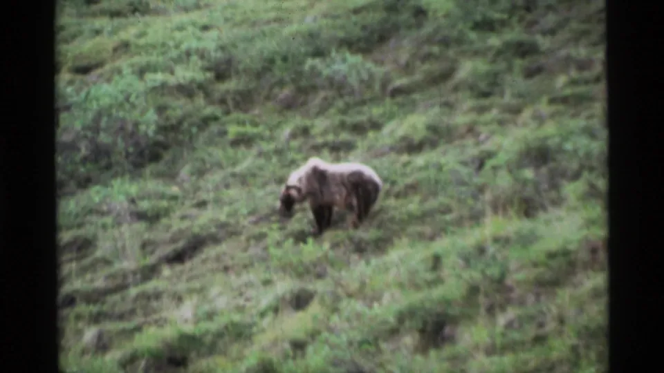 A distant brown bear pauses or moves slowly through brush in the 1977 Alaska home-movie scene.
