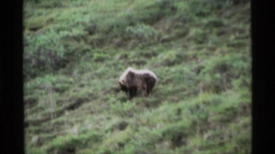 The bear continues across the green Alaskan hillside, captured with soft focus and dark 8mm frame edges.