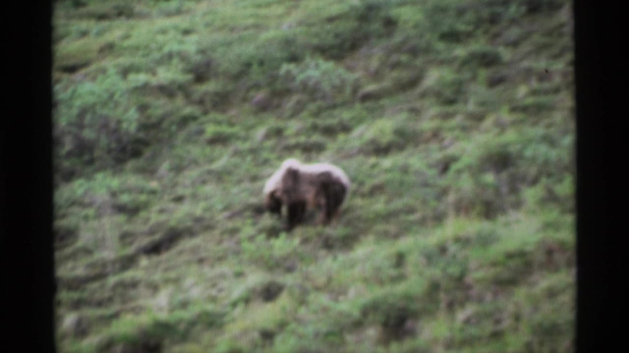 Brown bear foraging on a green brushy hillside, framed by dark film borders.