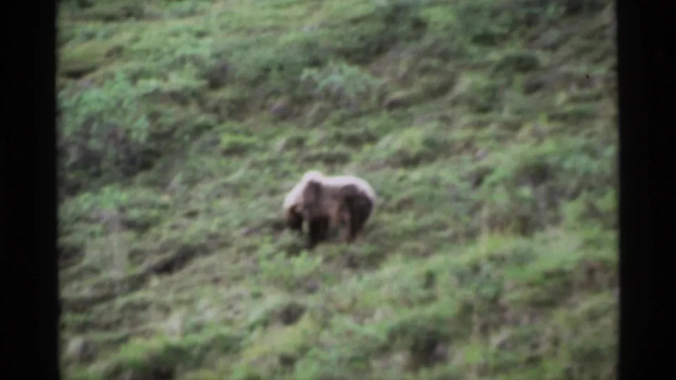 In 1977 Alaska home-movie footage, a brown bear appears on a grassy hillside with soft focus and dark 8mm frame edges.