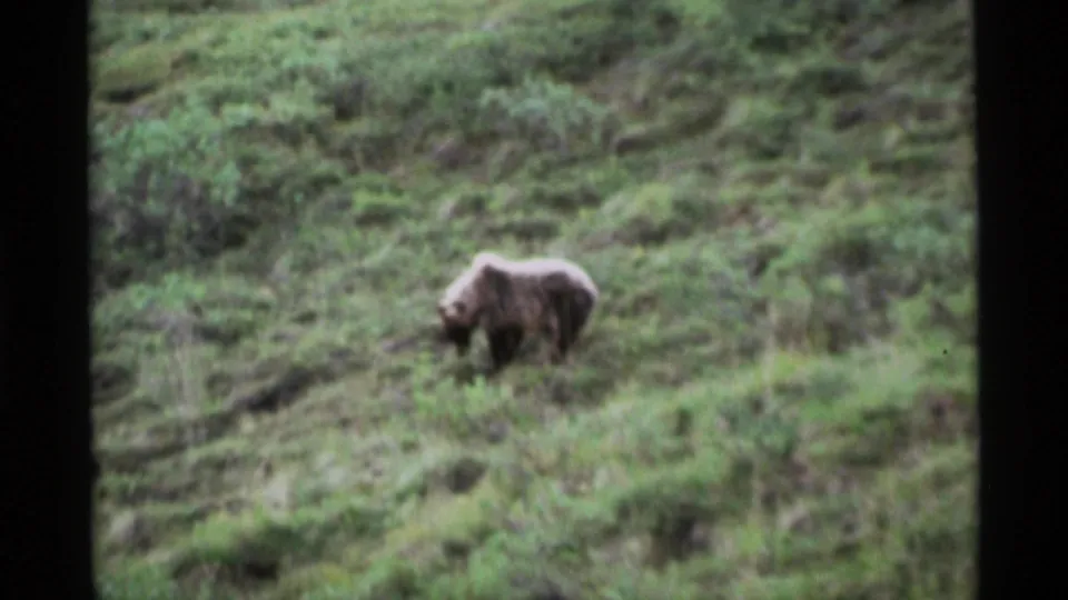 The brown bear remains on the brush-covered Alaskan hillside, seen in grainy 8mm footage with dark vertical borders.