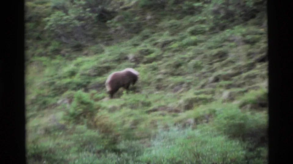 A distant brown bear is seen lower on the grassy slope in 1977 Alaska footage, with soft focus and vintage 8mm grain.