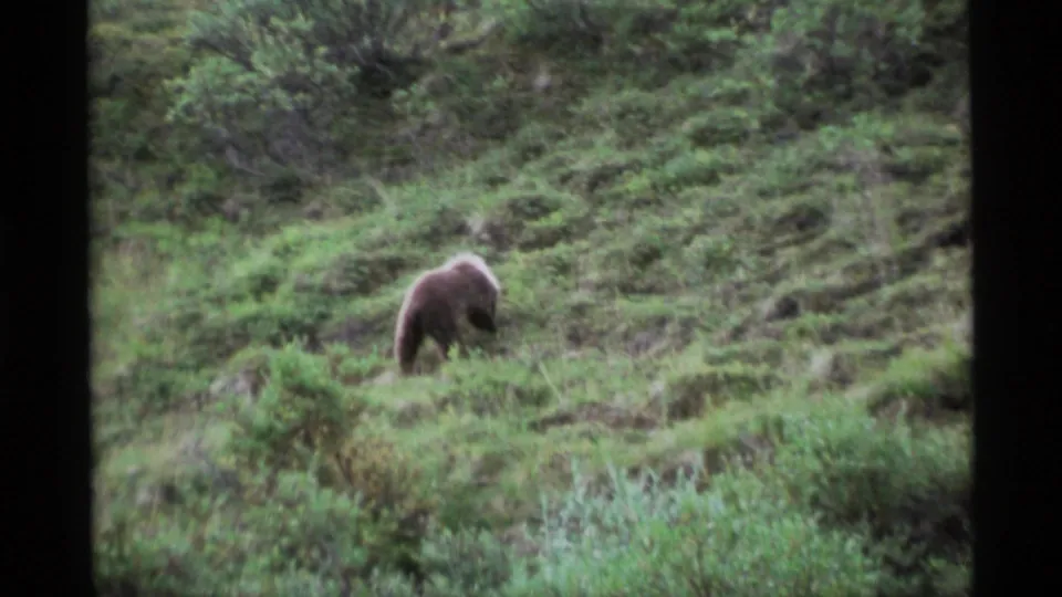 The bear appears to forage near low vegetation on an Alaskan hillside, captured in soft, grainy 8mm home-movie footage.