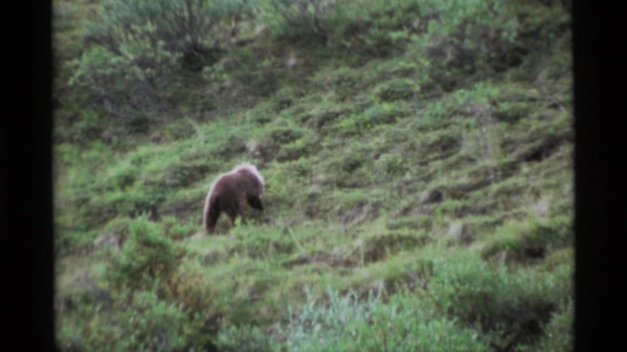 Brown bear grazing on a green hillside, framed by dark window edges.