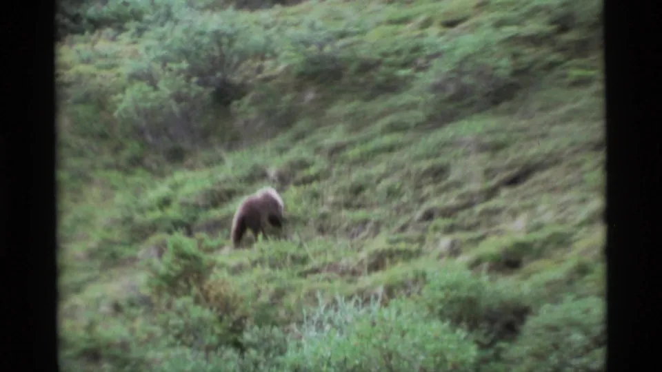 A distant grizzly bear appears among dense Alaska hillside vegetation in soft 8mm home-movie footage from 1977.